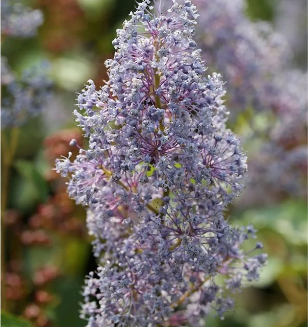 Ceanothus delilianus Säckelblume Glorie Versailles blauer Zierstrauch 60-80 cm - Bild 1