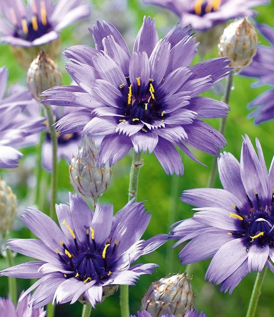 Blaue Rasselblume Catananche - Bild 1