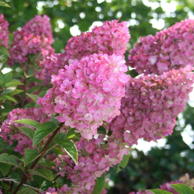 Rispenhortensie Sundae Fraise rosa und weiß als Zierstrauch für deinen Garten und Balkon - Bild 1