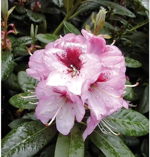 Großblumiger Rhododendron Cassata Alpenrose in Pink, Höhe: 30-40 cm - Bild 1