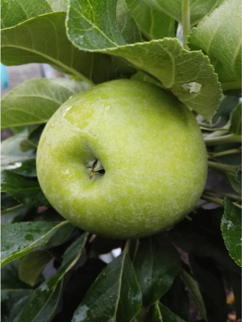Zwergapfel Cactus® Malus domestica in Grün, Höhe: 70-90 cm - Bild 1