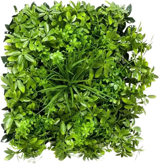 Künstliche Schefflera Matte Malte von Aplanta, Breite: 50 cm, Höhe: 50 cm - Bild 1