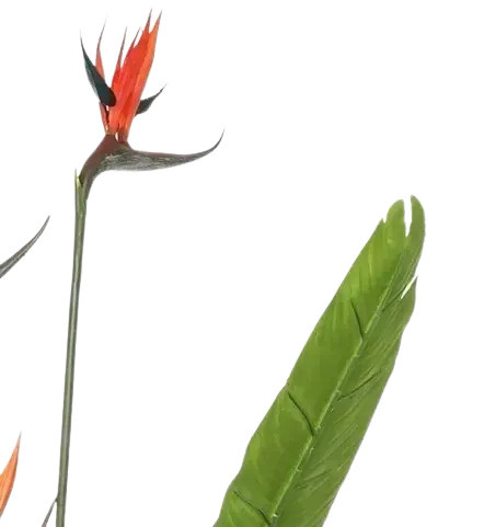 Künstliche Strelitzia Pflanze von artplants in Grün, Höhe: 150 cm - Bild 4