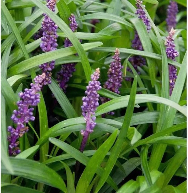 Liriope muscaria Lilientraube Big Blue Bodendecker in Blau und Violett von Nr-01.de - Bild 1