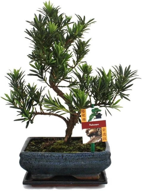 Exotenherz Bonsai Steineibe Podocarpus Macrophyllus in grünem Keramiktopf (ca. 8 Jahre) - Bild 1