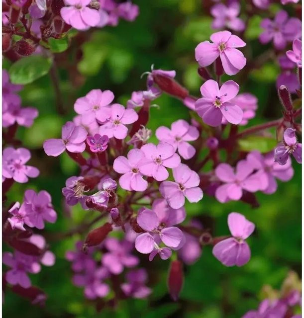 Rotes Seifenkraut Saponaria ocymoides als rote blühende Staude und Bodendecker für Garten und Steingärten - Bild 1