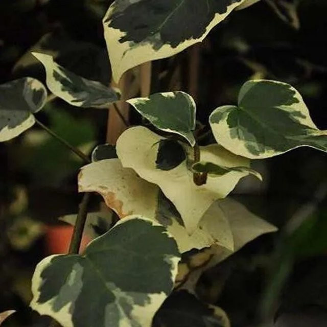 Arborix Kaukasischer Efeu Dentata Variegata Hedera colchica mit panaschiertem Laub, Höhe: 50 bis 60 cm - Bild 1