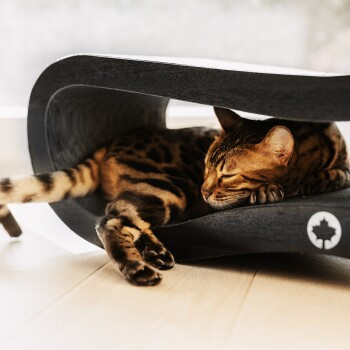 Canadian Cat Company Kratzbrett Orbit 2.0 schwarz matt - Bild 3