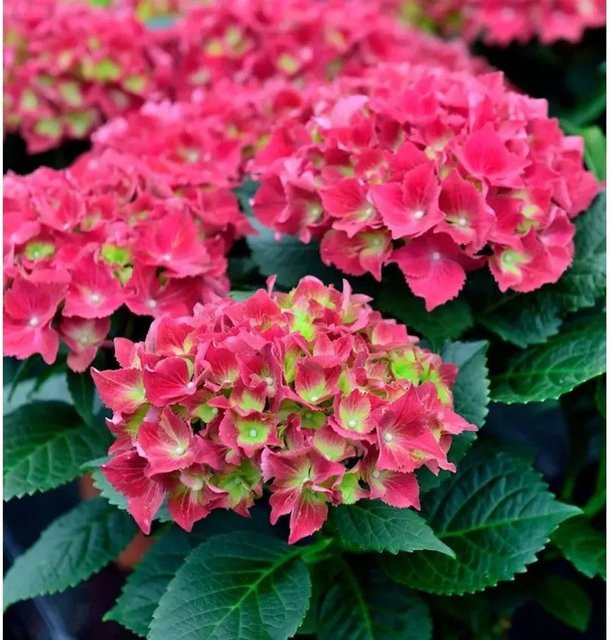 Bauernhortensie Kardinal Hydrangea macrophylla in Rot von Nr-01.de, Höhe: 30-40 cm - Bild 1