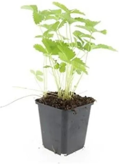 Exotenherz Walderdbeere Fragaria Vesca Bodendecker Set mit 6 Pflanzen im 9cm Topf - Bild 1