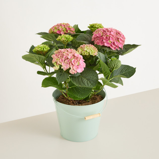 BLUME2000 Hortensie in Pink als Topfpflanze für deinen Balkon - Bild 1