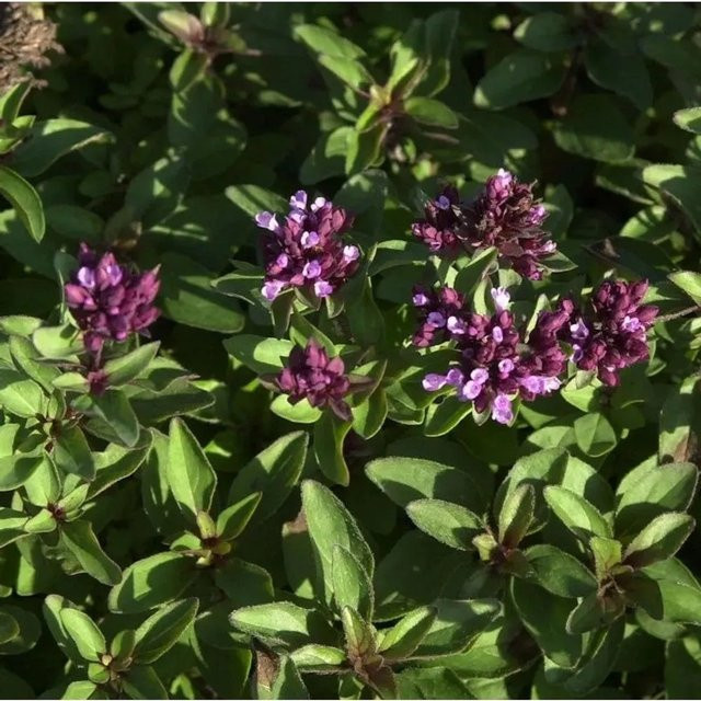 Zieroregano Origanum aevigatum lila Staudenpflanze für mediterrane Gärten - Bild 1