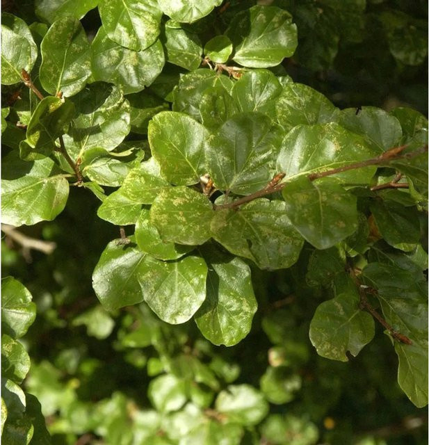 Rotbuche Cockleshell Fagus sylvatica als Heckenpflanze für den Garten in Grün, Höhe: 40-60 cm - Bild 1
