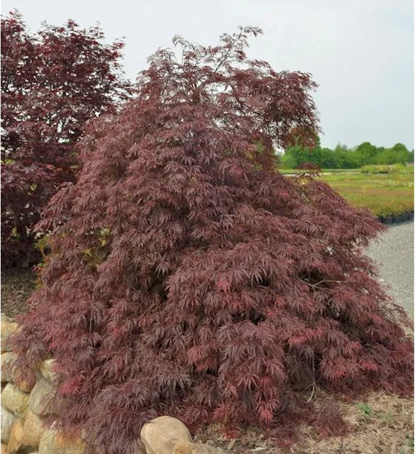 Roter Fächerahorn Inaba Shidare Acer palmatum von Die Nr-01.de, Höhe: 50-60 cm - Bild 1