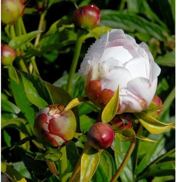Edelpfingstrose Alice Harding Paeonia actiflora für deinen Garten - Bild 1