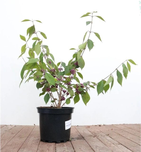 Callicarpa Bodinieri Profusion Schönfrucht Zierstrauch mit violetten Beeren, Höhe: 60–80 cm - Bild 1