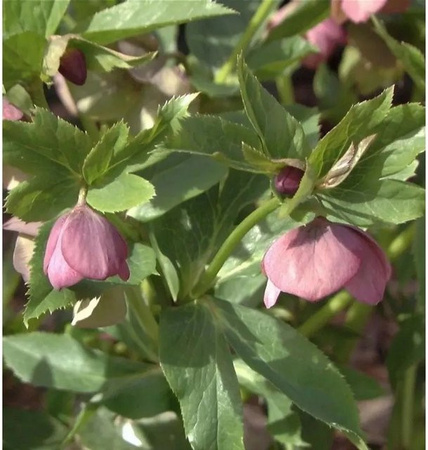 Helleborus orientalis Christrose Lenzrose Red Spotted rote Staude im Topf