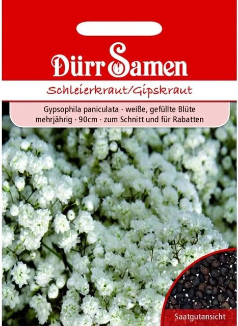 Dürr Schleierkraut Saatgut mit gefüllten weißen Blüten mehrjährig - Bild 1