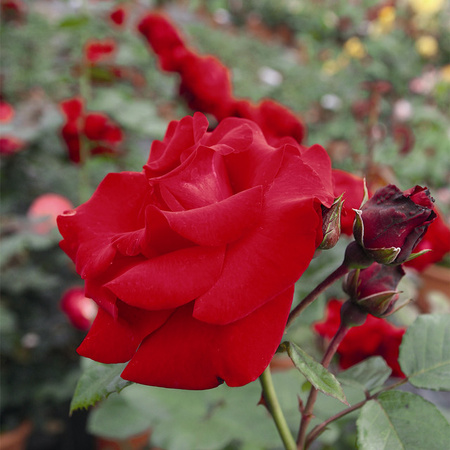 Kletterrose Santana von Tantau, rosa, wurzelnackt