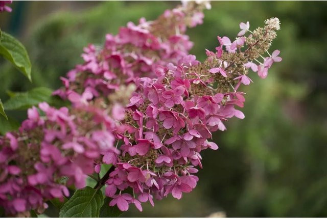 Rispenhortensie Hydrangea Paniculata Little Quick Fire, Höhe: 40-60 cm - Bild 1