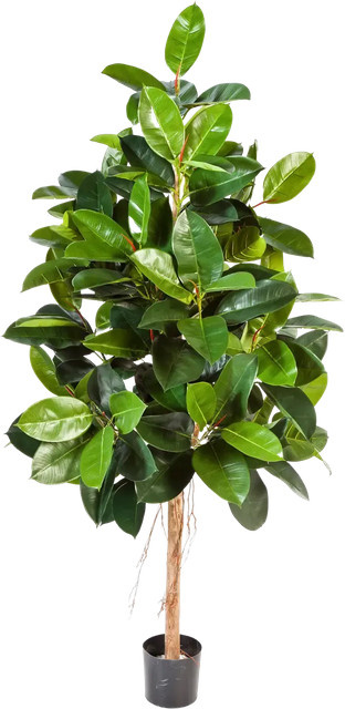 Künstlicher Gummibaum Karim von Aplanta, Höhe: 200 cm - Bild 1