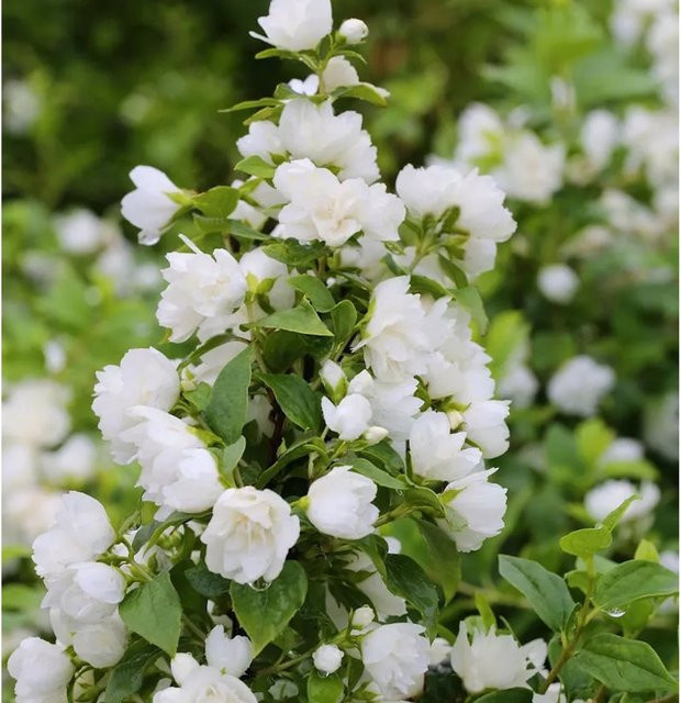 Gartenjasmin Snowbelle Philadelphus in Weiß, Höhe: 80-100 cm - Bild 1