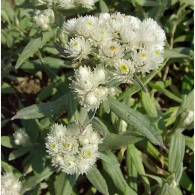 Perlkörbchen Anaphalis margaritacea weiße Staude als Bodendecker von Nr-01.de - Bild 1