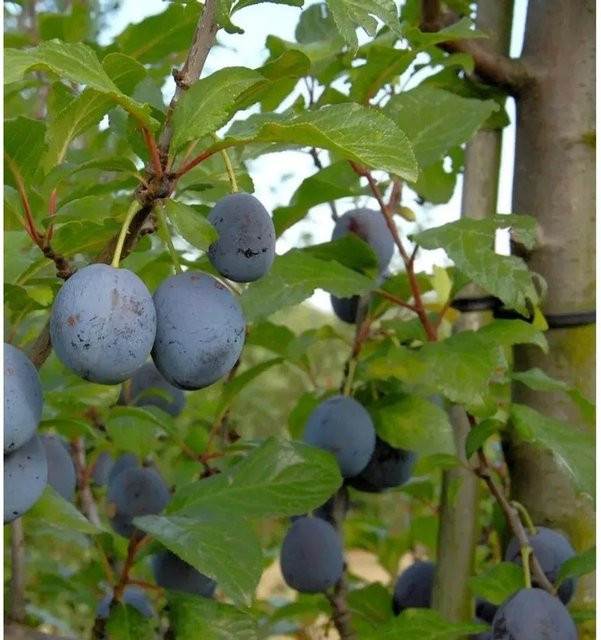 Pflaume Anna Spaeth Prunus domestica Obstbaum für den Garten, Höhe: 60-80 cm - Bild 1