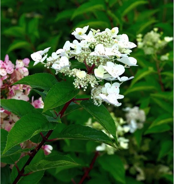 Rispenhortensie Polestar Hydrangea paniculata in Weiß und Pink von Nr-01.de, Höhe: 30-40 cm - Bild 1