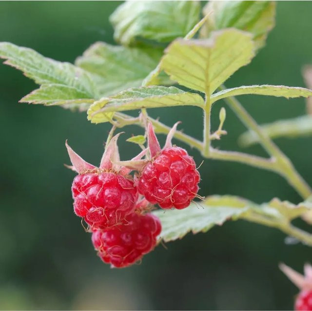 Himbeere Glen Clova Rubus idaeus rote Beerensträucher von Nr-01.de - Bild 1