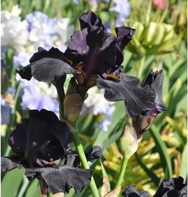 Mittelhohe Schwertlilie Black Watch Iris barbata in Schwarz und Violett als Beetpflanze von Nr-01.de - Bild 1