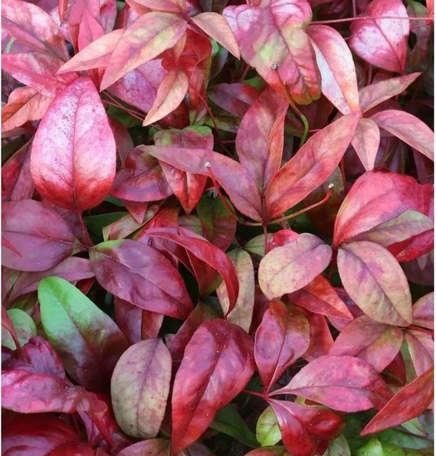 Himmelsbambus Flirt Nandina domestica Strauch in Rot, Grün und Violett, Höhe: 30-40 cm - Bild 1
