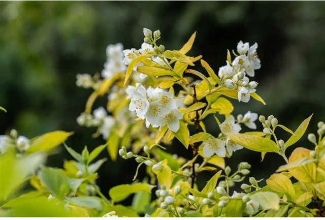 Philadelphus Coronarius Aureus Duftjasmin Goldgelb Zierstrauch 60–80 cm - Bild 1