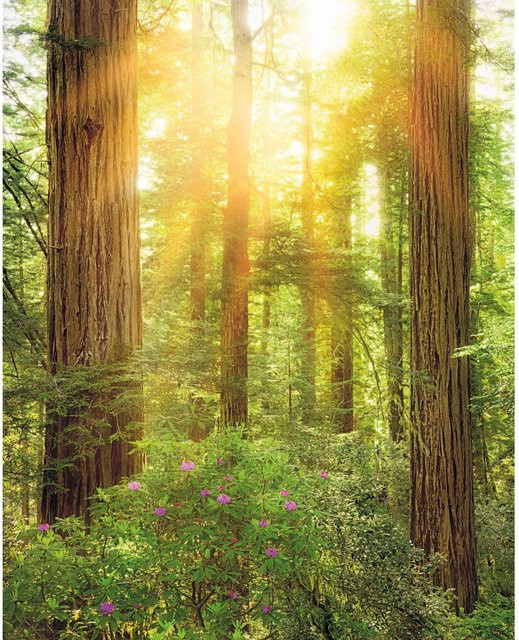 Komar Fototapete Vlies Redwood Multicolor B: 200 cm, H: 250 cm - Bild 1