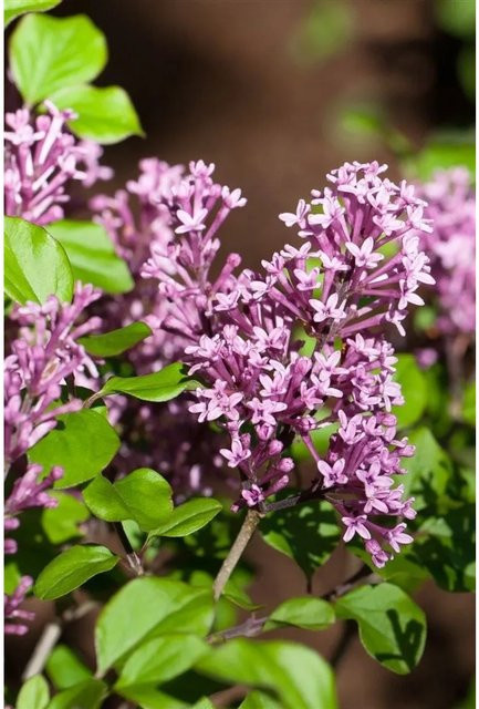 Syringa Meyeri Palibin Zwergflieder in Lila, Zierstrauch für den Garten und Außenbereich, Höhe: 60–80 cm - Bild 1