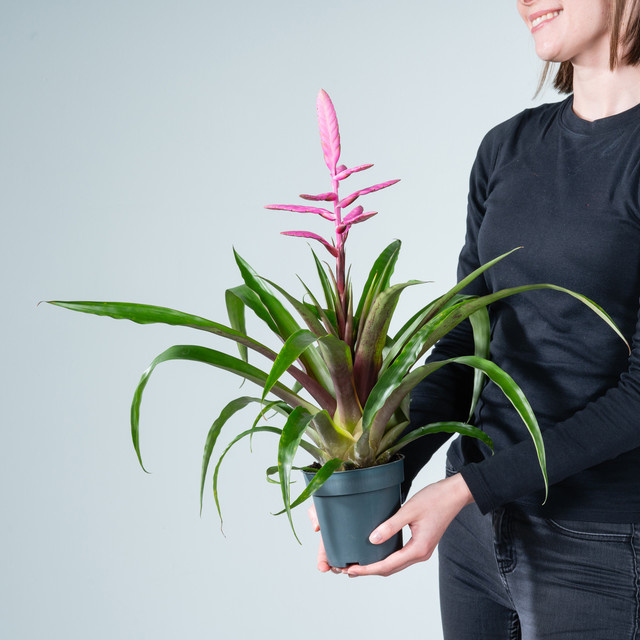 Tillandsia Andreas von Green Living in Pink und Grün - Bild 1