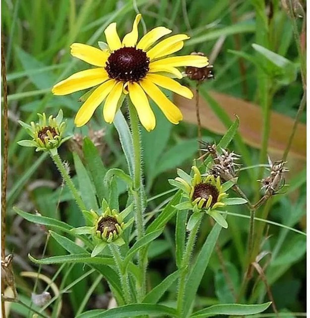 Missouri Sonnenhut Rudbeckia missouriensis goldgelbe Staude für Staudenbeete und Schnittblumen - Bild 1