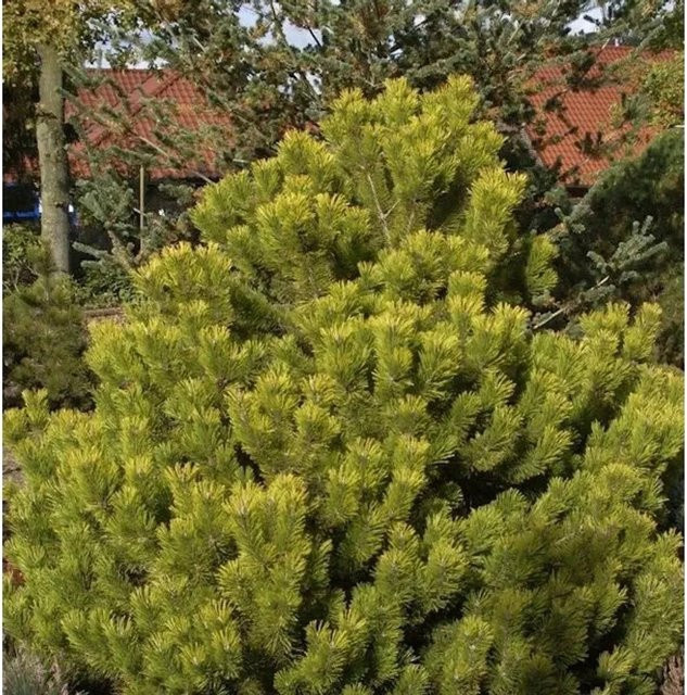 Berg Kiefer Winter Gold Pinus mugo Gelb von Nr-01.de - Bild 1