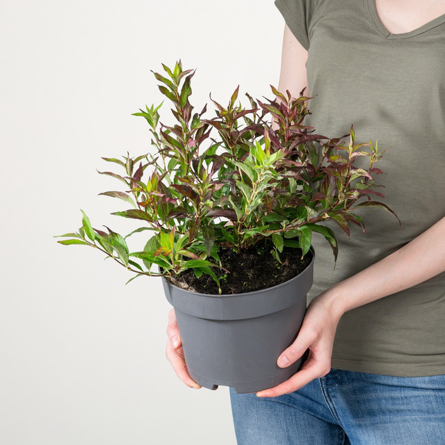 Kolkwitzia Perlmuttstrauch von BLUME2000 als Solitär-Ziergehölz oder Hecke - Bild 1