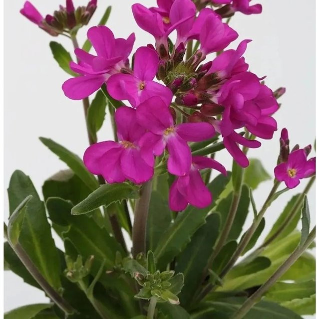 Arabis blepharophylla Gänsekresse Rote Sensation in Rot und Pink für Garten, Mauerfugen und Steingarten - Bild 1