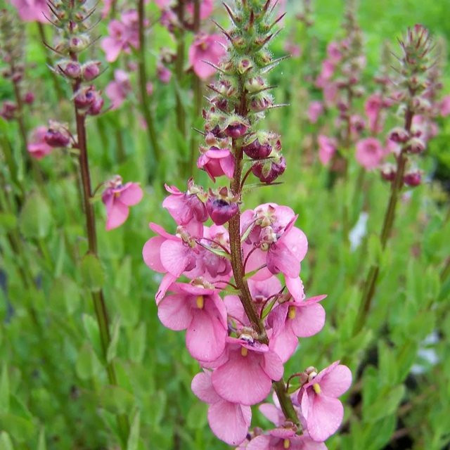 6er Set Arborix Diascia Ruby Field in Pink, langblühende Sommerpflanze im 9cm Topf - Bild 1