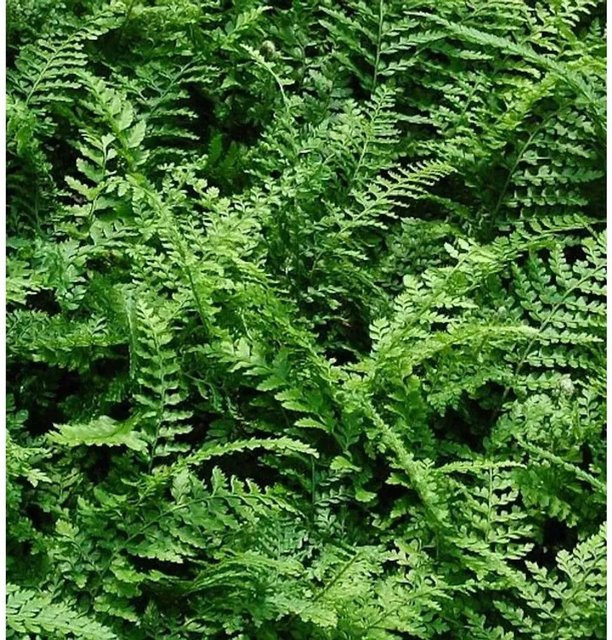 Weicher Schildfarn Polystichum setiferum als mehrjährige Gartenpflanze in Grün - Bild 1