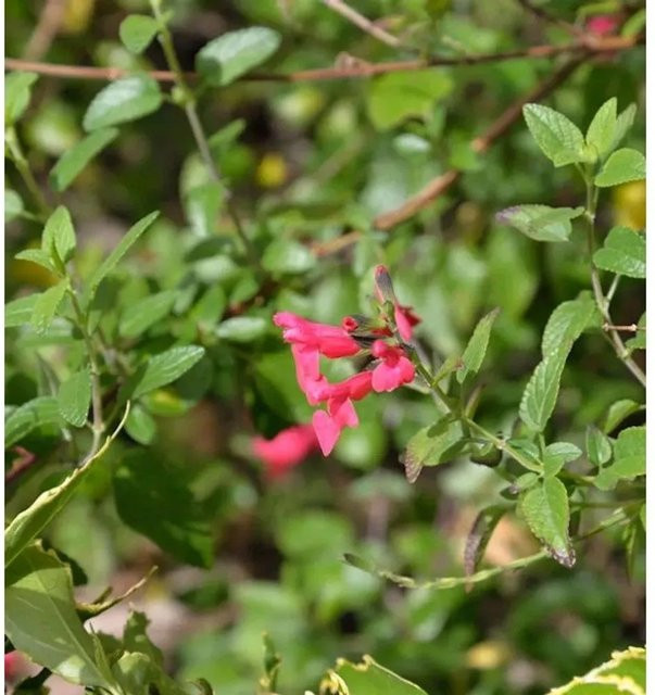 Salvia microphylla Myrten-Salbei als mehrjährige Staude für Staudenbeete, Steingärten und als Schnittblumenpflanze - Bild 1