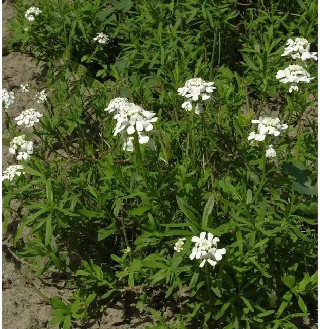 Weiße Schleifenblume Iberis sempervirens als wintergrüne Staude und Bodendecker für Steingärten und Beete - Bild 1