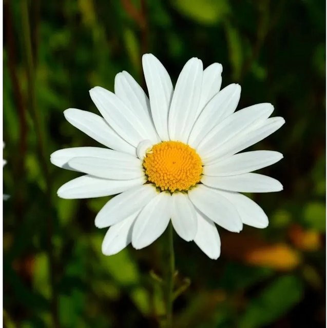 Gartenmargerite Alaska Leucanthemum superbum weiße Staude von Nr-01.de - Bild 1