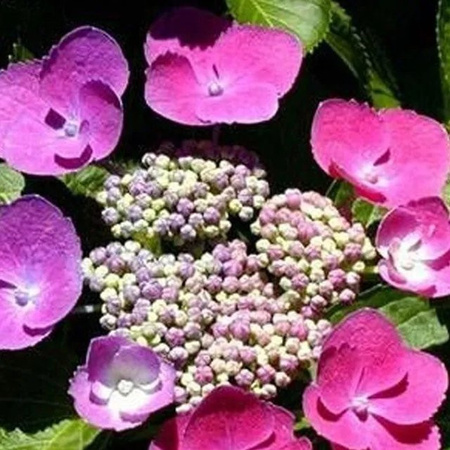 Arborix Hortensie Taube Hydrangea macrophylla in Beige, Pink und Rot, Kompakt Wachsend im Container