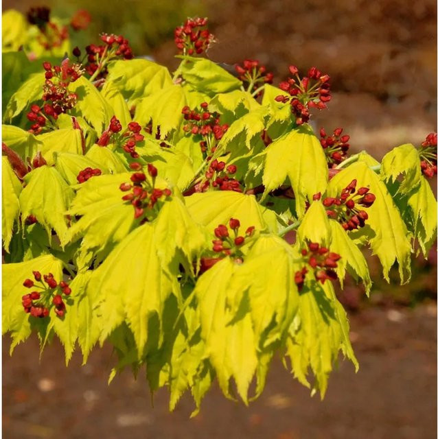 Japanischer Goldahorn Acer shirasawanum Aureum in Gold und Gelb, Höhe: 55 cm - Bild 1