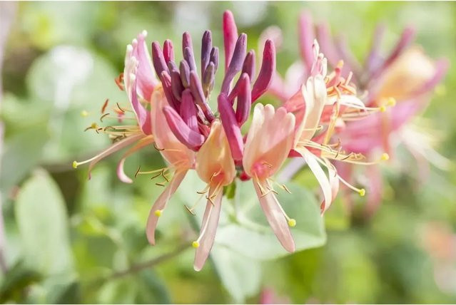 Lonicera Periclymenum Serotina Geißblatt Kletterstrauch in Rot-Gelb-Pink, Höhe: 60–100 cm - Bild 1