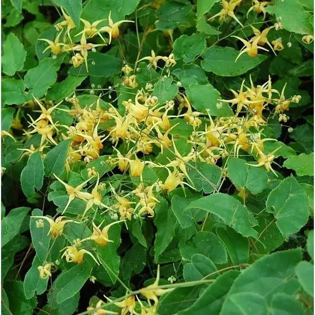 Epimedium Hybrid Elfenblume Amber Queen als wintergrüne Bodendecker-Staude für den Garten - Bild 1