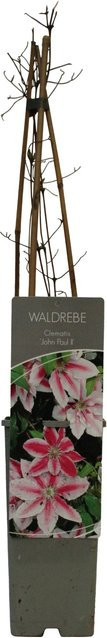 Waldrebe John Paul in Weiß-Pink, Höhe: 40 - 60 cm, Topf-Durchmesser: 17 cm - Bild 1